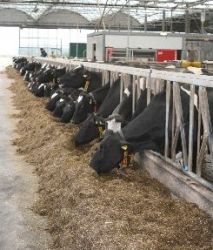 Nur Kühe, die gut fressen, können auch genug Klazium aufnehmen