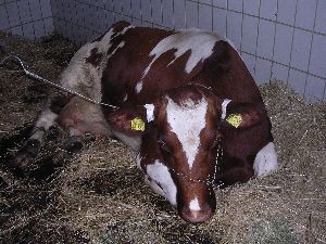 Festliegende Kuh mit akuter Pansenazidose