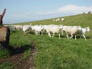 Schafe sind empfänglich für Q-Fieber und können eine Ansteckungsquelle sein