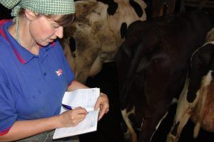 Fresh Cow Monitoring: die Frischabkalber im Blick