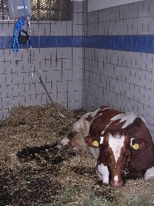 Schwer erkrankte Kühe werden intensivmedizinisch behandelt