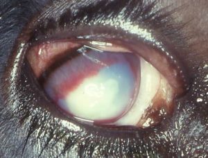 Vollständig getrübte Hornhaut, Blutgefäße sprossen von außen ein ("pink eye"), Quelle: Prof. A. Starke, Uni Leipzig