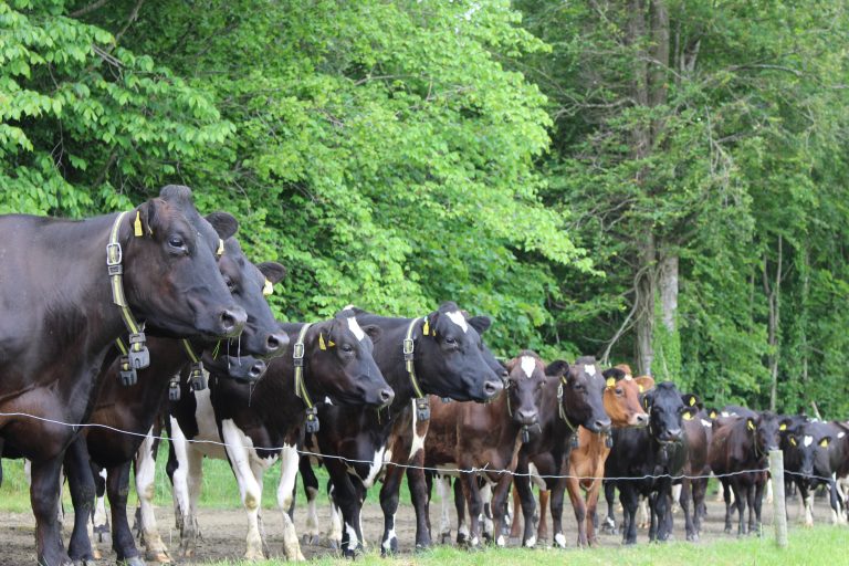 Irland: „Kühe gehören auf die Weide“