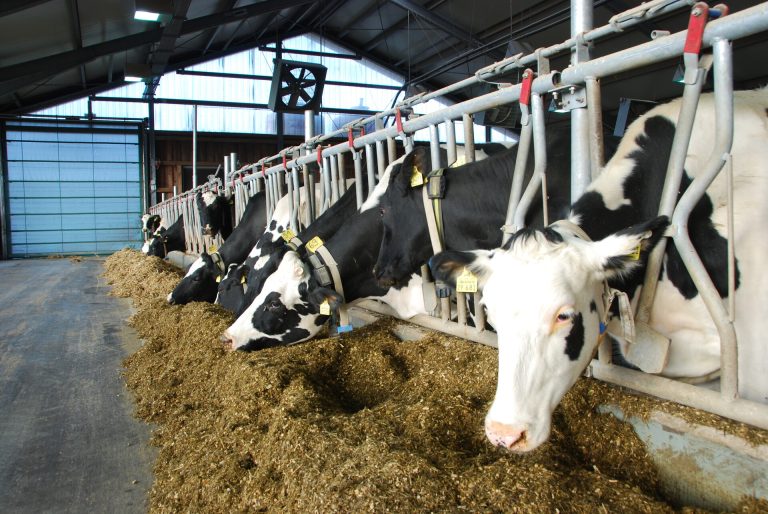 Wohin geht die Milcherzeugung wirtschaftlich?