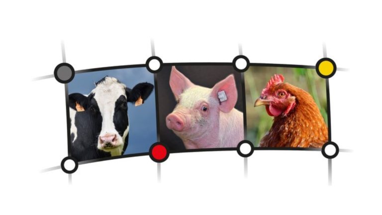 Netzwerk Fokus Tierwohl: Kuhgebundene Kälberzucht – gut für Kuh und Kalb?